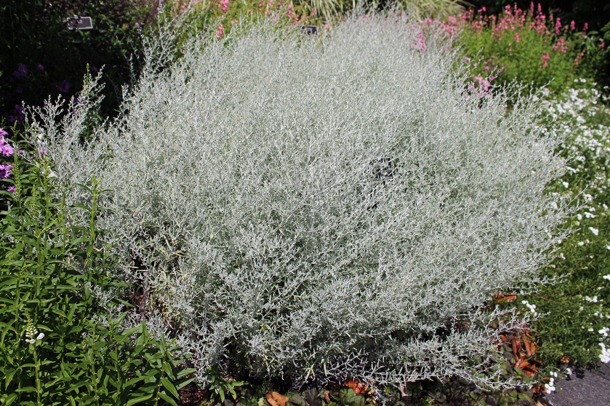 Artemisia ludovciana (2)